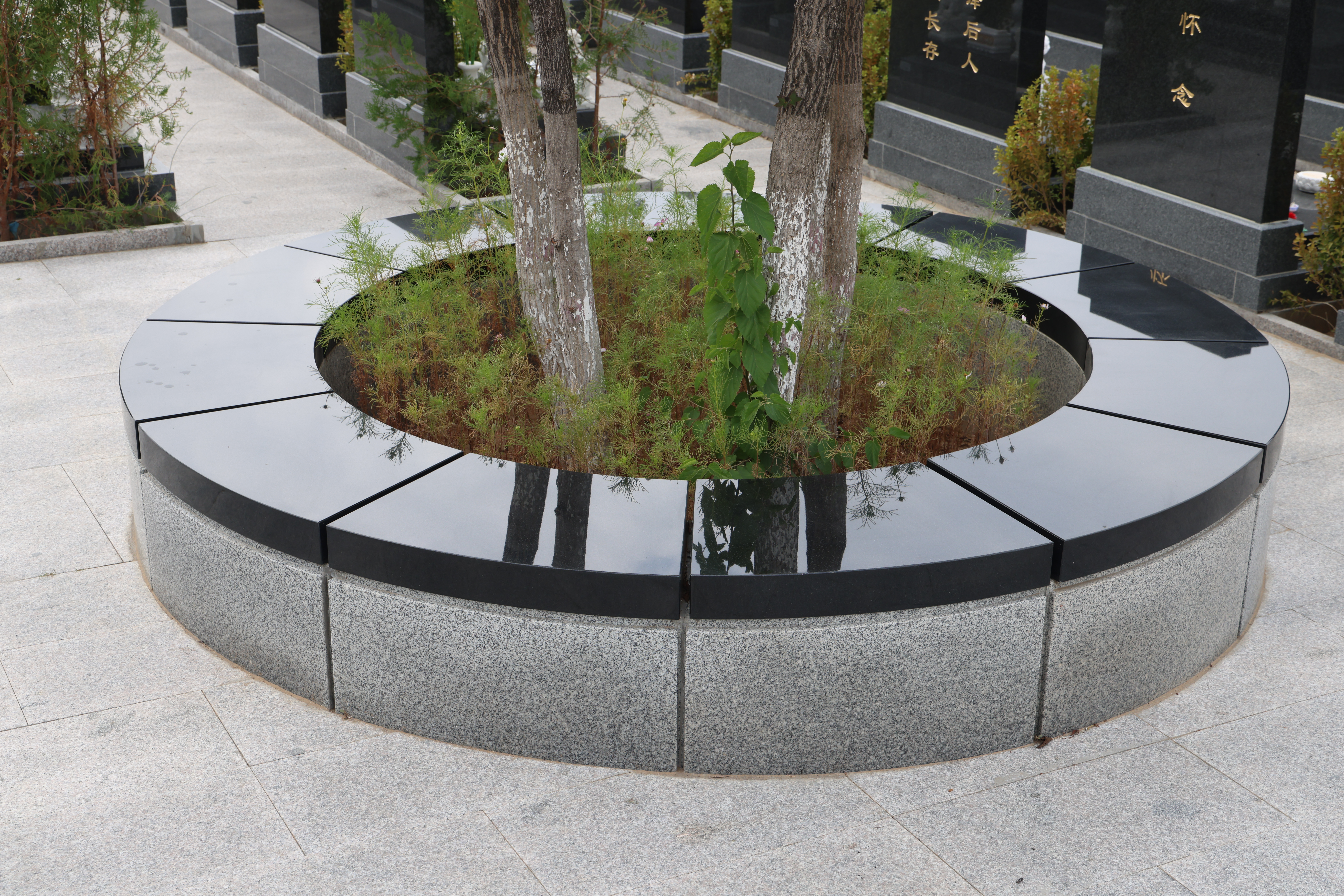 树葬展示图